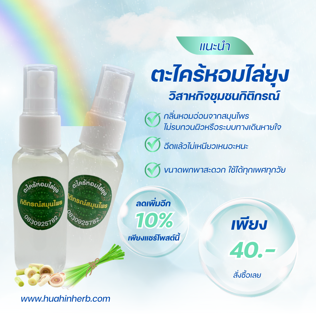 ตะไคร้หอมไล่ยุง14